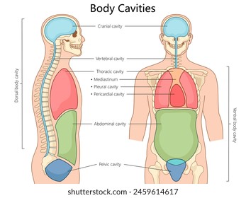 human body cavities, including cranial, thoracic, abdominal, and pelvic, in front and side views structure diagram hand drawn schematic vector illustration. Medical science educational illustration