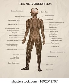 Gráfico retro realista gráfico ilustrativo vectorial del diagrama médico del cuerpo central del cerebro y del sistema nervioso periférico 