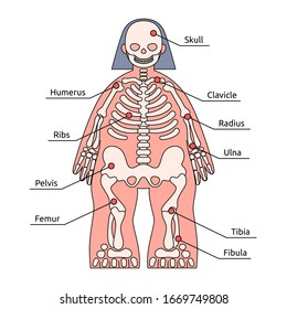 Human Skeleton With Names High Res Stock Images Shutterstock