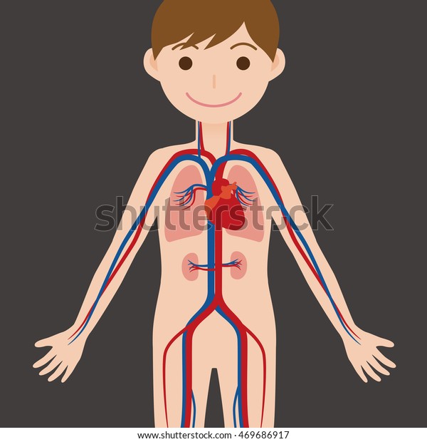 Human Body And Circulatory System Anatomical Chart