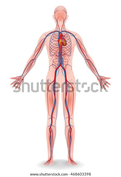human body\
and circulatory system, vector\
diagram