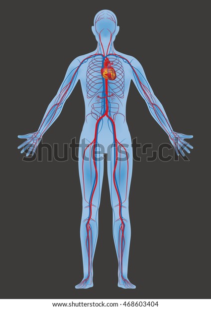 人体と循環系 ベクター図 のベクター画像素材 ロイヤリティフリー
