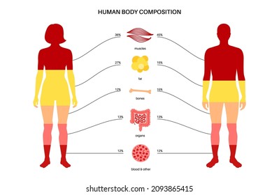 Human body composition infographic diagram in male and female silhouettes. Percentage proportions for muscle tissue, fat, blood, organs and bones. Medical information isolated flat vector illustration
