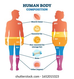 Human body composition infographic, vector illustration diagram. Percentage proportions for muscle tissue, essential fat, non-essential fat or storage fat, bones and other. Healthy life information.