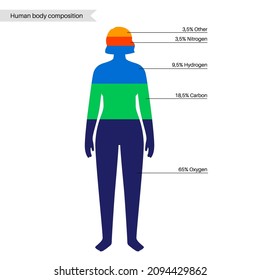 Human body composition poster. Diagram with chimical elements in female body by percentage. Content of nitrogen, hydrogen, carbon and oxygen in woman silhouette isolated flat vector illustration