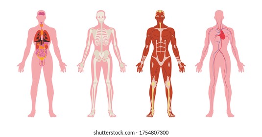 The human body consists of systems, organs, body tissue to cells. Human anatomy is a special field in anatomy that studies the structure of the human body