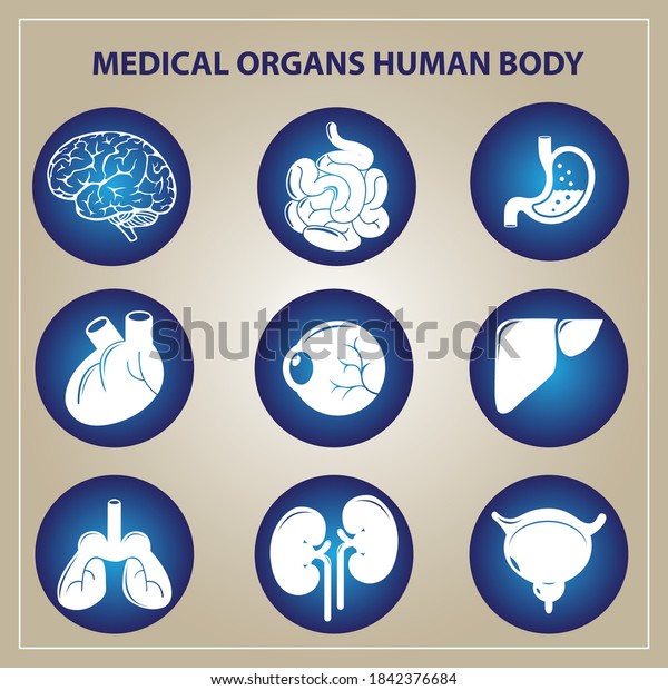 Human Body Contains Nine Organs That Stock Vector (Royalty Free ...