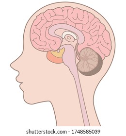 Human body (Cross section of brain structure)