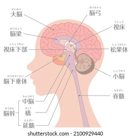 Human body (Cross section of brain structure)

In Japanese, it is described as "cerebrum", "hypothalamus", "pituitary gland", "cerebellum", "spinal cord", and "brain stem".