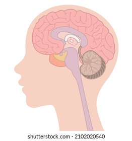 Human body (Cross section of brain structure)