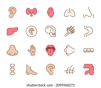 Human body design icons set. Thin line vector icons for mobile concepts and web apps. Premium quality icons in trendy flat style. Collection of high-quality color outline logo