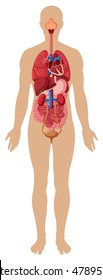 Human body and different organs illustration