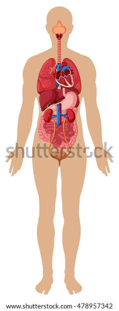 Human Body Different Organs Illustration Stock Vector (Royalty Free ...