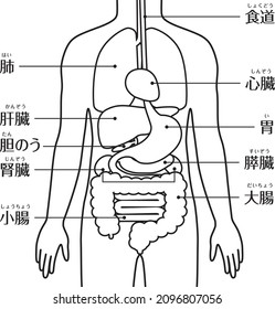 Un sistema digestivo del cuerpo humano. (Hombre)

En japonés, "pulmón", "hígado", "vesícula biliar", "riñón", "intestino delgado", "intestino grueso", "estómago", "corazón"
es lo que se lee.