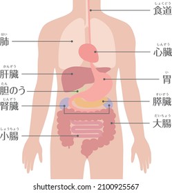 Un sistema digestivo del cuerpo humano. (Hombre)

En japonés, "pulmón", "hígado", "vesícula biliar", "riñón", "intestino delgado", "intestino grueso", "estómago", "corazón"
es lo que se lee.