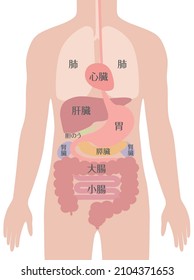 Un sistema digestivo del cuerpo humano. (Hombre)

En japonés, "pulmón", "hígado", "vesícula biliar", "riñón", "intestino delgado", "intestino grueso", "estómago", "corazón"
es lo que se lee.