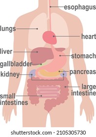 A human body  Digestive system. (Man)