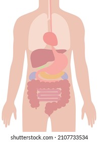 A human body  Digestive system. (Man)