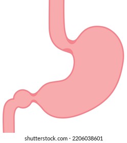 cuerpo humano
Sistema digestivo Estructura de Stomach