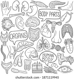 Human Body Doodle Icon Set. Organs Vector Illustration Collection. Anatomy Banner Hand Drawn Line Art Style.