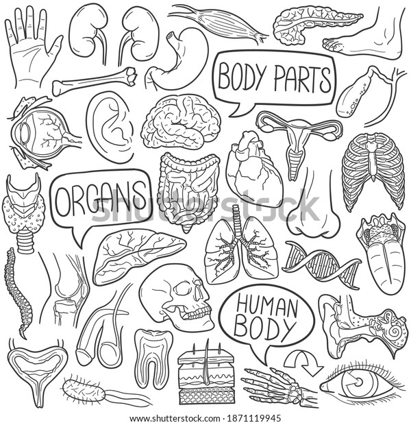 Human Body doodle icon set. Organs Vector illustration collection