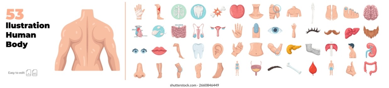 Conjunto de ilustración editable de cuerpo humano. Ilustración vectorial en estilo moderno de humano, anatomía, pulmón, estómago, ojo, músculo etc