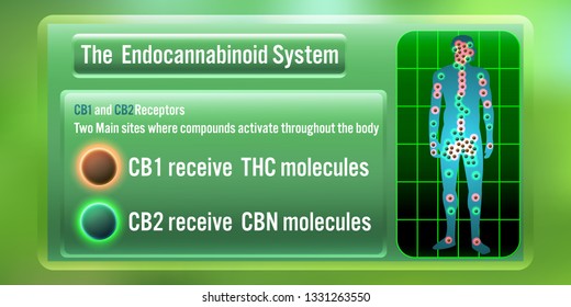 The Human body endocannabinoid system,cb1, and cb2 receives THC, CBN Molecules.vector illustration