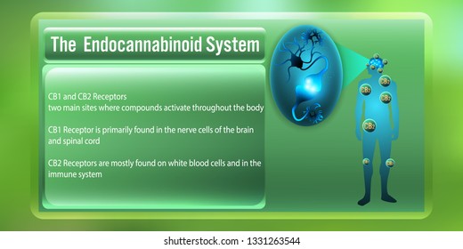 The Human body endocannabinoid system,cb1,cb2 receptors.vector illustration