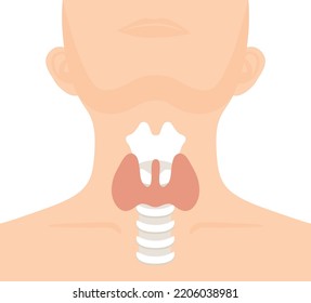 human body
Endocrine structure of the thyroid