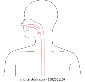 3,492 Esophagus icon Images, Stock Photos & Vectors | Shutterstock