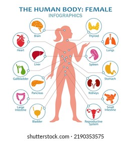 The human body: female. Human body anatomy with icons of human internal organs. Medical infographic. Isolated. Vector illustration