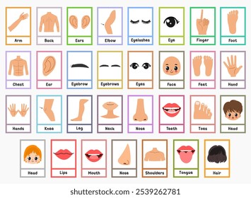 Human body flashcards for kids