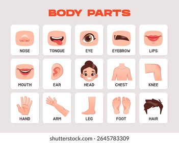 flashcards de corpo humano para crianças. Materiais educacionais para pré-escolares com diferentes partes do corpo e face. Cartões para a escola primária. Coleção de ilustrações de vetor plana isolada no plano de fundo