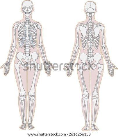 Human body front and back full body skeletal anatomy illustration