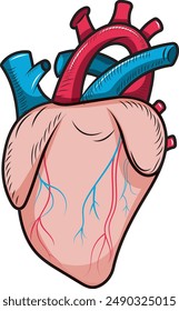 Corazón del cuerpo humano, Ilustración vectorial de color.