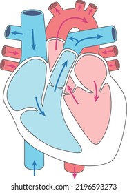 Human Body Heart Structure Illustration Blood Stock Vector (Royalty ...