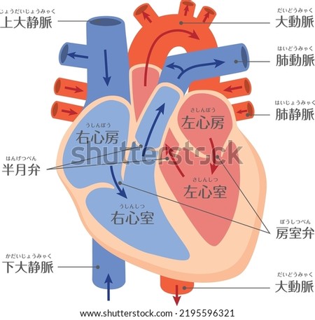 human body
Heart structure illustration

In Japanese, it is described as "right atrium", "left atrium", "aorta", "pulmonary artery", "pulmonary vein", "atrioventricular valve", and "half moon valve".