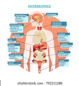 Human body hormones vector illustration diagram, human organ collection. Educational medical information. 
