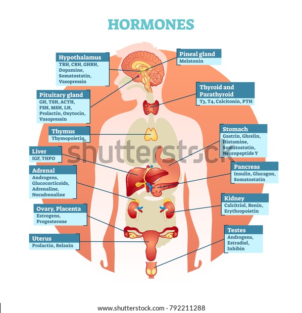 Human body hormones\
vector illustration diagram, human organ collection. Educational\
medical information. \
