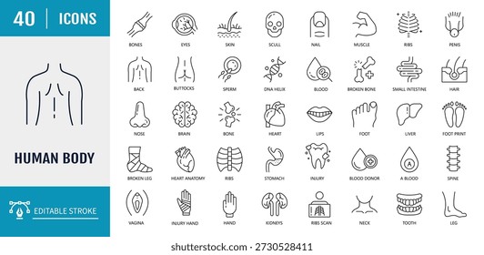 Conjunto de ícones do corpo humano. Inclui órgãos, partes do corpo, partes do esqueleto. Ilustração vetorial com traços editáveis