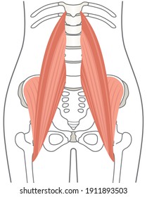 Human body Iliopsoas (lumbar muscle)