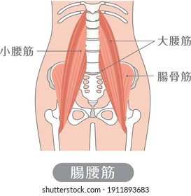 Human body Iliopsoas (lumbar muscle)

Described as psoas minor, psoas major, iliacus, and iliopsoas in Japanese