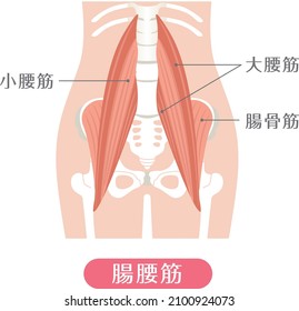 Human body Iliopsoas (lumbar muscle)

Described as psoas minor, psoas major, iliacus, and iliopsoas in Japanese