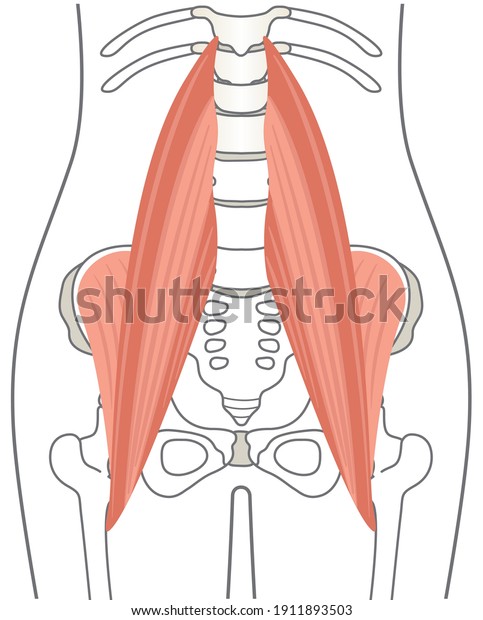 Human Body Iliopsoas Lumbar Muscle Stock Vector (Royalty Free ...