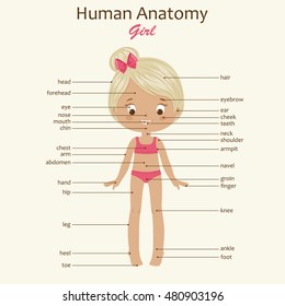Women Human Body Parts Name : pelvis | Definition, Anatomy, Diagram