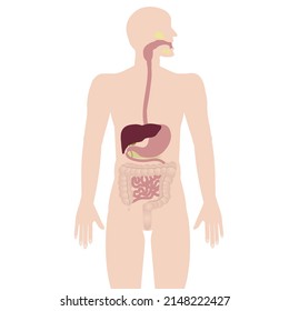 The human body with the image of the digestive system. Vector illustration