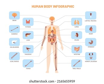 Infografía del cuerpo humano. Plan médico anatómico con órganos internos, pulmones de estómago de riñón. Ilustración del modelo de biología educativa vectorial. Presentación de la estructura anatómica con cerebro, bazo