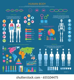 Human body infographic with organism structure, internal organs, whole skeleton, water balance and national medicine worldwide vector illustrations.