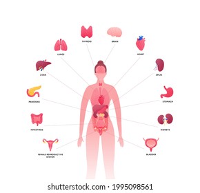 Human body with internal organ anatomy. Vector flat healthcare illustration. Female body isolated on white background. Organs icon with text and pointer. Design for health care, science, biology