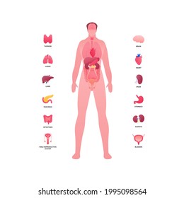 Human body internal organ anatomy. Vector flat healthcare illustration. Male full length body isolated on white background. Organs icon with text. Design for health care, science, biology, medicine